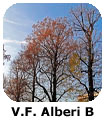 VF Alberi B